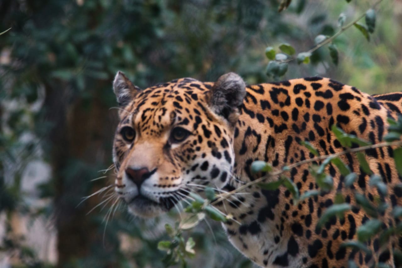 Save the JaguarJAGS+